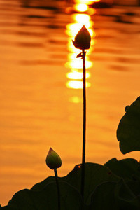 切尔西锋线上的璀璨新星：一颗被球迷誉为“进攻利器”的闪耀之星