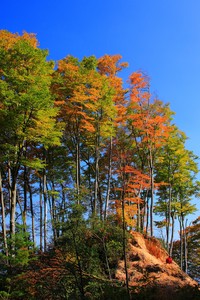 小牛主场奏凯，三连胜势不可挡！达拉斯之夜，王者归来！