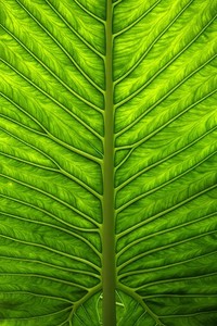 小牛主场奏凯，三连胜势不可挡！达拉斯之夜，王者归来！